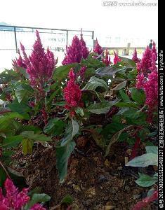 文艺小清新范的句子 清新文艺范的句子