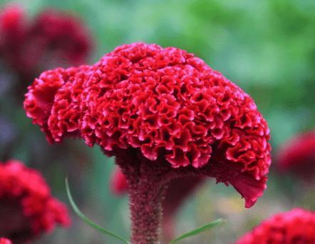 清明节的温暖祝福语