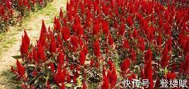 2020元宵节给员工的祝福语