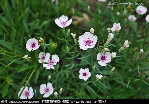 会集