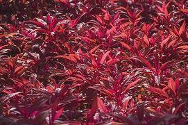 给老师的春节微信祝福语