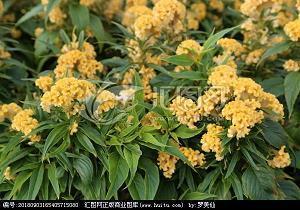 老虎拉车歇后语下一句是什么 关于老虎的歇后语大全