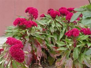 一句甜蜜简短的话40句