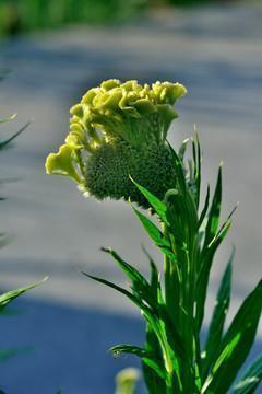 给妹妹新婚祝福语简短上档次(精选87条)