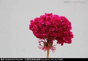 桰