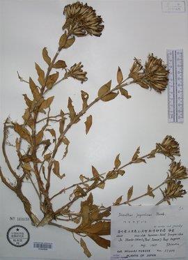 教师节名言