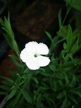 朴实的父亲节祝福语简短精选67句