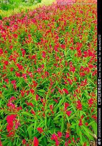 清明节祭祀祝福语