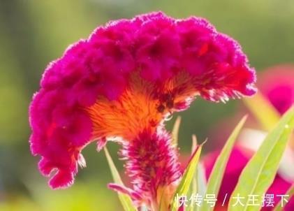 比岁不登