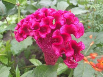春节对小学生的祝福语