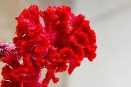 菜根谭经典励志名句 菜根谭名句大全