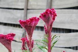 花