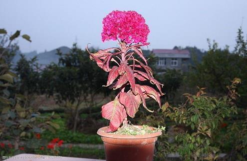 鸥