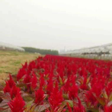 清明节的温馨短信祝福语