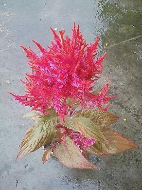 平安夜祝福语短信大全 祝可爱的朋友平安夜快乐