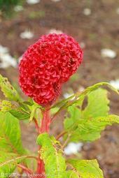 关于谦和的名言