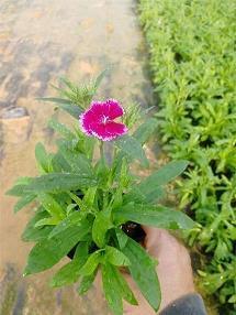 錁