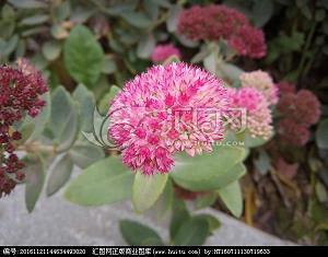 陆地动物10大单挑王 东北虎仅第七第一无所畏惧