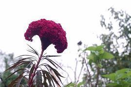 墙花路草