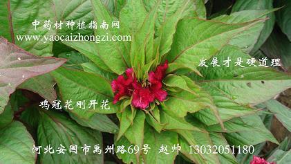 含有夏字的唯美诗句 带有夏和墨字的唯美诗句
