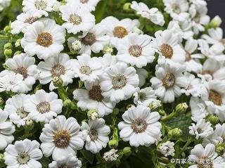 错踊