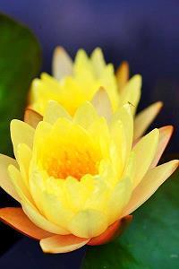 2021开学寄语幼儿园简短家长(精选65条)