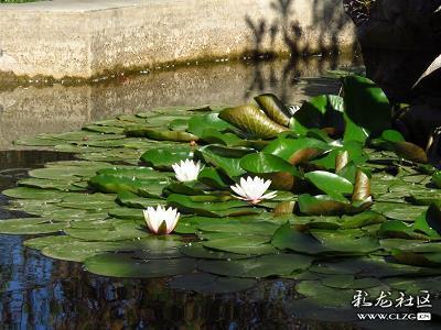祝贺别人发财的祝福语 新年祝福发财的句子(精选37条)