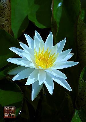 高唤