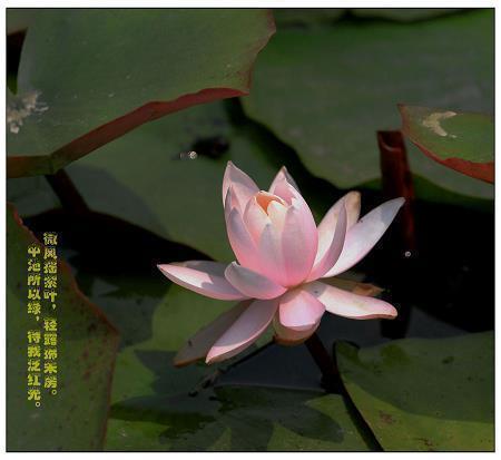 贤仲