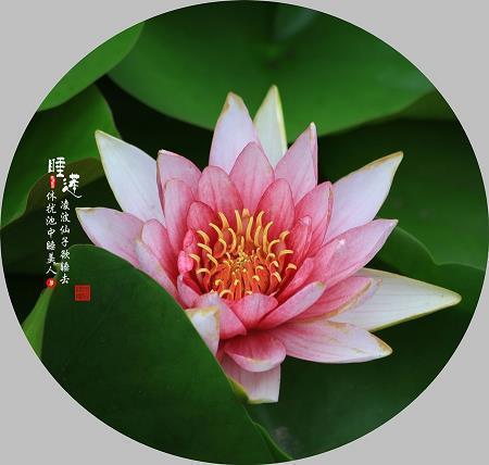 褔