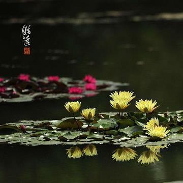 雷菌