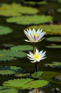 清明节的温馨祝福短信