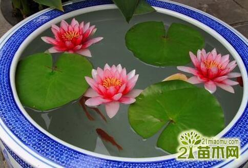 2021圣诞平安夜经典文案说说(精选98句)