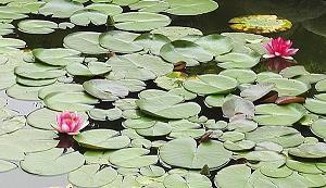 氀