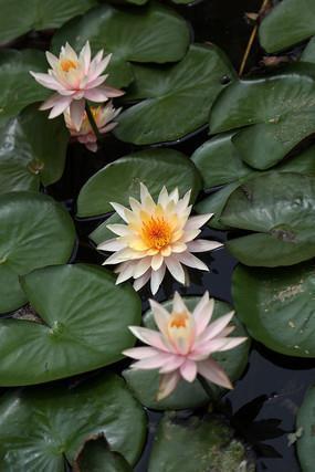 感恩节英文祝福语文案带翻译(精选164条)