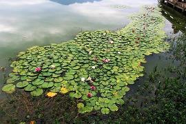 龙沙