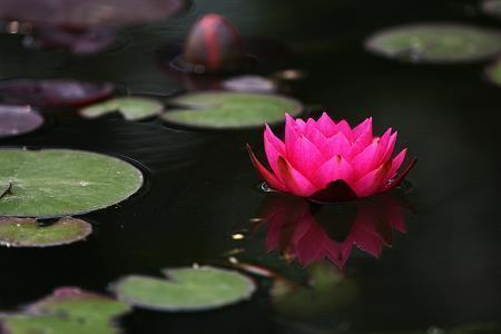 母亲节2021祝福语简短语句汇总102句
