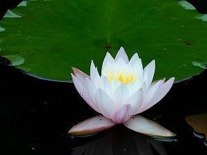 重阳节唯美祝福句子