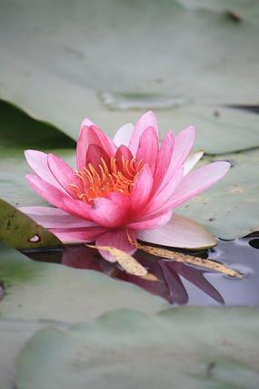 檠