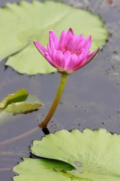 眼
