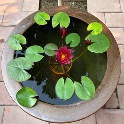 锸