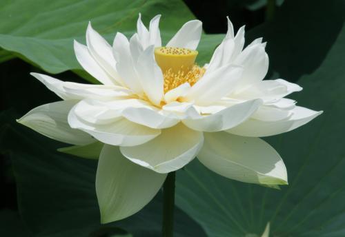 老板年会发红包的句子