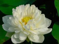 枝繁叶茂