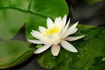 牛年新春祝福语