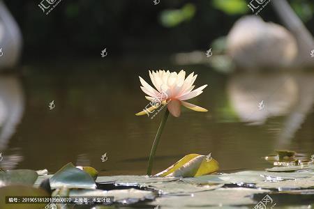 鱼官