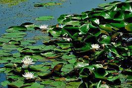飘沦