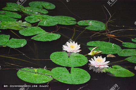 霸气英文句子带翻译 英文经典短句子带翻译(精选109句)