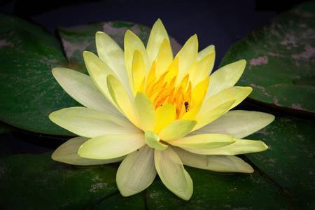 炼之未定