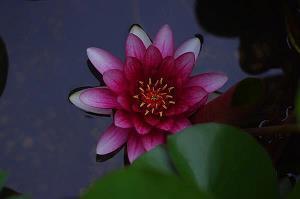 茄