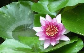 桇
